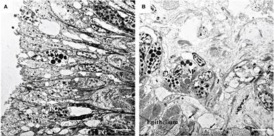 Identification of Melanin in the Mantle of the Pacific Oyster Crassostrea gigas